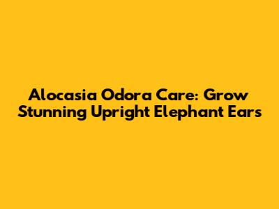Alocasia Odora Care: Grow Stunning Upright Elephant Ears