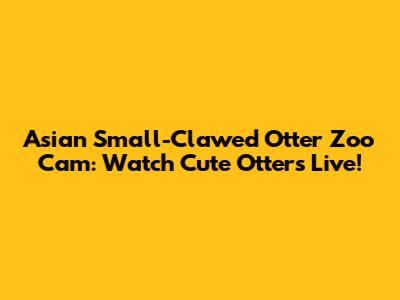 Asian Small-Clawed Otter Zoo Cam: Watch Cute Otters Live!