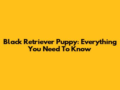 Black Retriever Puppy: Everything You Need To Know