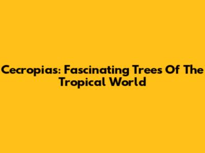Cecropias: Fascinating Trees Of The Tropical World