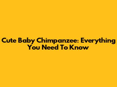 Cute Baby Chimpanzee: Everything You Need To Know