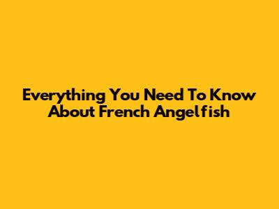 Everything You Need To Know About French Angelfish