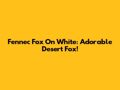 Fennec Fox On White: Adorable Desert Fox!