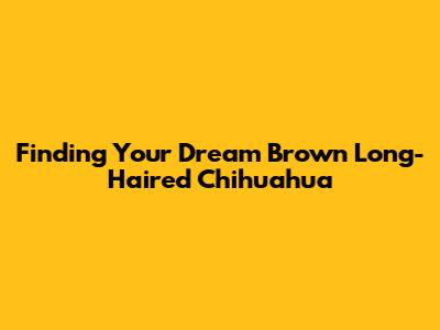 Finding Your Dream Brown Long-Haired Chihuahua