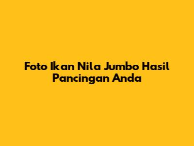Foto Ikan Nila Jumbo Hasil Pancingan Anda