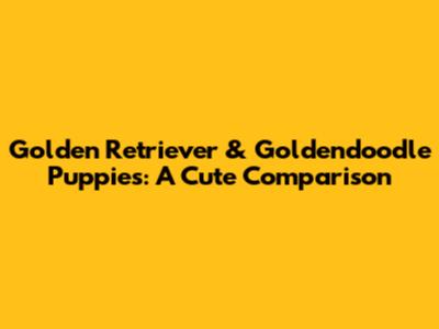 Golden Retriever & Goldendoodle Puppies: A Cute Comparison