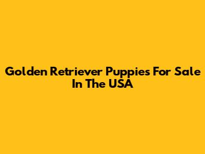Golden Retriever Puppies For Sale In The USA