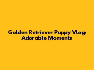 Golden Retriever Puppy Vlog: Adorable Moments