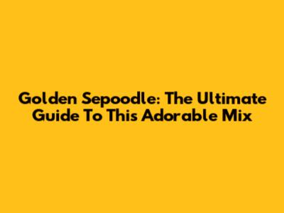 Golden Sepoodle: The Ultimate Guide To This Adorable Mix