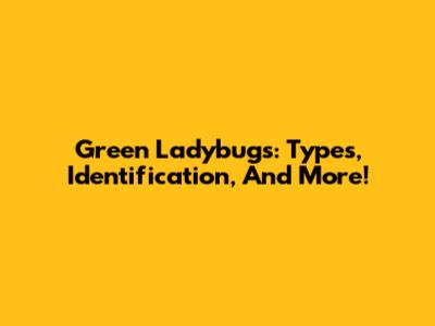 Green Ladybugs: Types, Identification, And More!