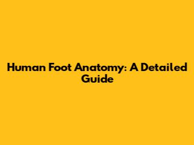 Human Foot Anatomy: A Detailed Guide