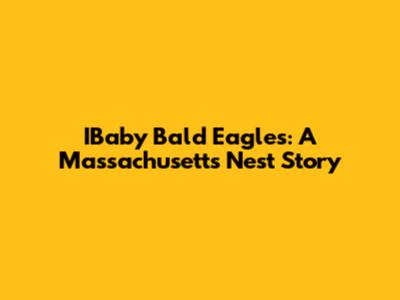 IBaby Bald Eagles: A Massachusetts Nest Story