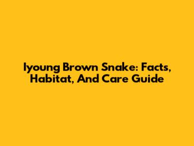 Iyoung Brown Snake: Facts, Habitat, And Care Guide