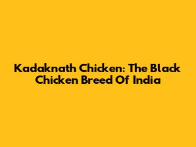 Kadaknath Chicken: The Black Chicken Breed Of India