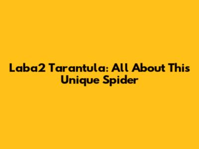Laba2 Tarantula: All About This Unique Spider