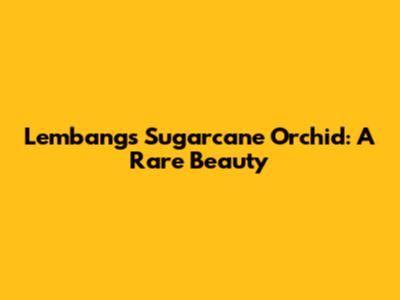 Lembang's Sugarcane Orchid: A Rare Beauty