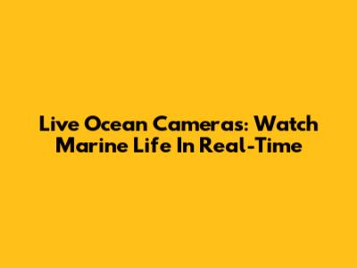 Live Ocean Cameras: Watch Marine Life In Real-Time