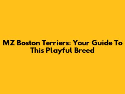 MZ Boston Terriers: Your Guide To This Playful Breed