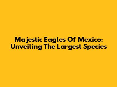 Majestic Eagles Of Mexico: Unveiling The Largest Species