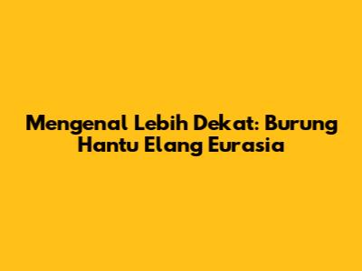 Mengenal Lebih Dekat: Burung Hantu Elang Eurasia