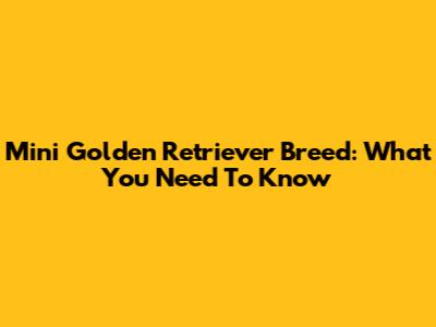 Mini Golden Retriever Breed: What You Need To Know