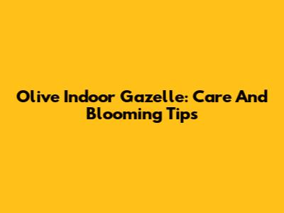 Olive Indoor Gazelle: Care And Blooming Tips