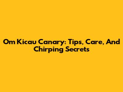 Om Kicau Canary: Tips, Care, And Chirping Secrets