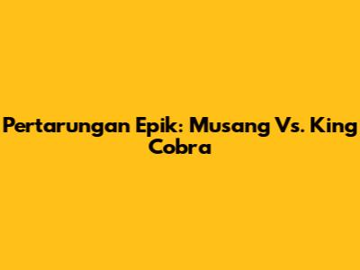 Pertarungan Epik: Musang Vs. King Cobra