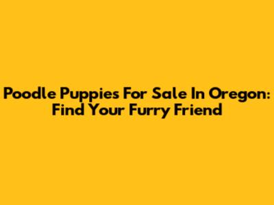 Poodle Puppies For Sale In Oregon: Find Your Furry Friend