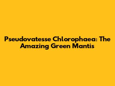 Pseudovatesse Chlorophaea: The Amazing Green Mantis