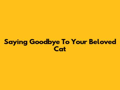 Saying Goodbye To Your Beloved Cat