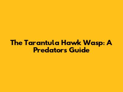 The Tarantula Hawk Wasp: A Predator's Guide
