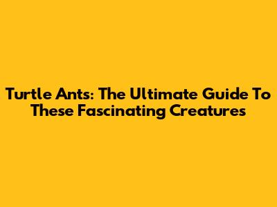 Turtle Ants: The Ultimate Guide To These Fascinating Creatures